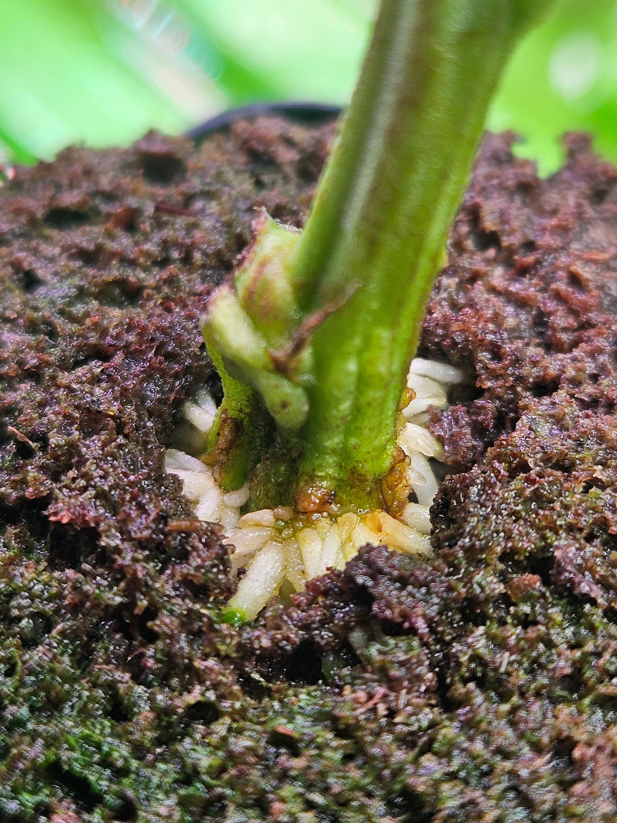 Type 3 Cannabis Seeds: Benefits, Growing & Uses