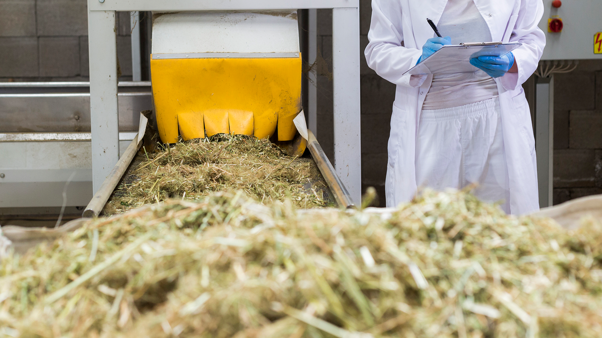 Which Hemp Seeds are Best for Fiber Production?