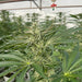 Pumpkin Spiced Lato Feminized Cannabis Seeds