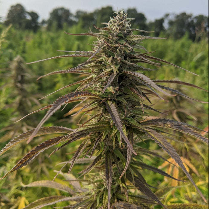 Wild Wild West Hemp Seeds
